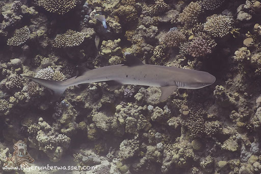Weißspitzen Riffhai / Whitetip Reef Shark / Triaenodon obesus / Ben El Gebal - Hurghada - Red Sea / Aquarius Diving Club