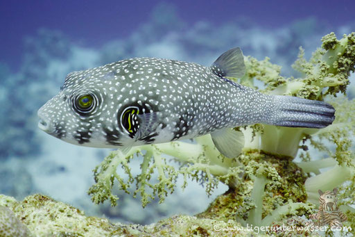 Weißflecken Kugelfisch / white-spotted puffer / Arothron hispidus / Small Giftun - Hurghada - Red Sea / Aquarius Diving Club