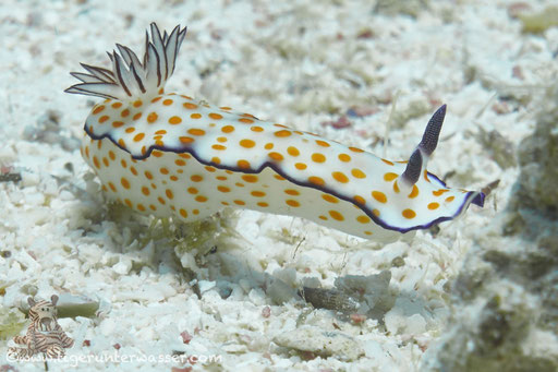 Hübsche Sternschnecke / Risbecia ghardaqana / Fanus West - Hurgada - Red Sea / Aquarius Diving Club