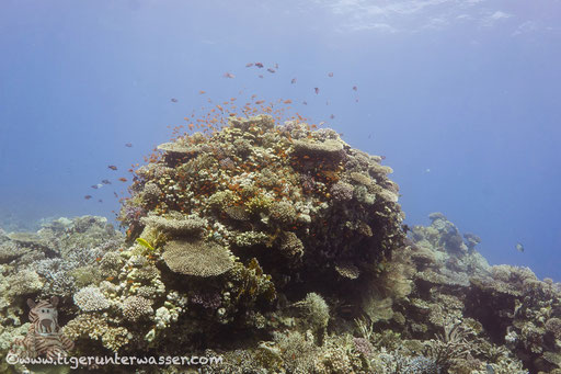 Carless Reef / Hurghada - Red Sea / Aquarius Diving Club