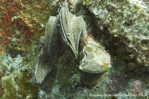 Zacken Auster / Honeycomb oyster / Hyotissa hyotis / Mohamed Hassabella - Hurghada - Red Sea / Aquarius Diving Club