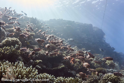 Carless Reef / Hurghada - Red Sea / Aquarius Diving Club