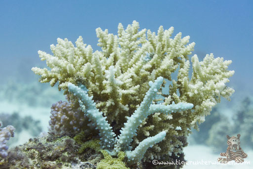 Ben El Gebal / Hurghada - Red Sea / Aquarius Diving Club