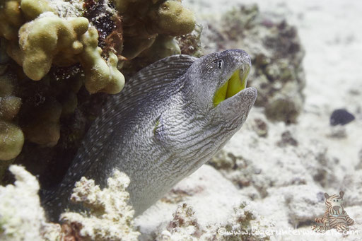 Gelbmaulmuräne / Yellow-mouthed moray eel / Gymnothorax nudivomer / Fanadir Süd - Hurghada - Red Sea / Aquarius Diving Club