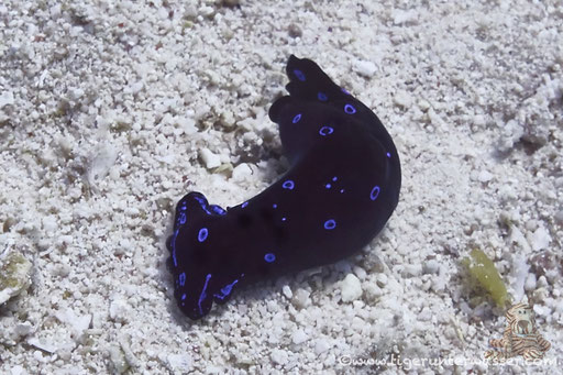 Blaupunkt Kopfschild / blue spotted sea slug / Chelidonura livida / Errough - Hurghada - Red Sea / Aquarius Diving Club