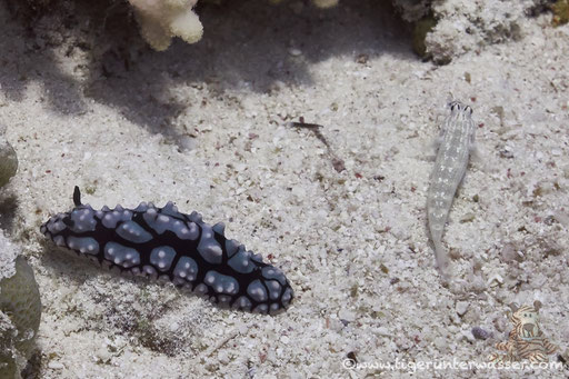 Pustel Warzenschnecke / Pink Spotted Nudibranch / Phyllidiella pustulosa / Shaab Sabina - Hurghada - Red Sea / Aquarius Diving Club