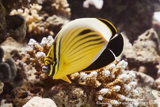 Rotmeer Rippenfalterfisch / blacktail butterflyfish / Chaetodon austriacus / Godda Abu Ramada East/West - Hurghada - Red Sea / Aquarius Diving Club
