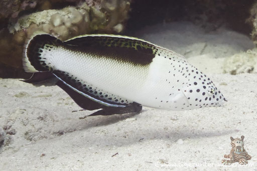 Spiegelfleck Junker Juv./ clown coris juv. / Coris aygula Juv. / Errough - Hurghada - Red Sea / Aquarius Diving Club