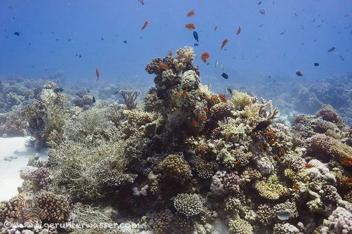 Carless Reef / Hurghada - Red Sea / Aquarius Diving Club