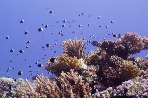 Carless Reef / Hurghada - Red Sea / Aquarius Diving Club