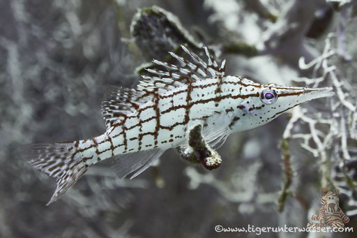 Langnasen Korallenwächter / Longnose hawkfish / Oxycirrhites typus / Small Giftun - Hurghada - Red Sea / Aquarius Diving Club