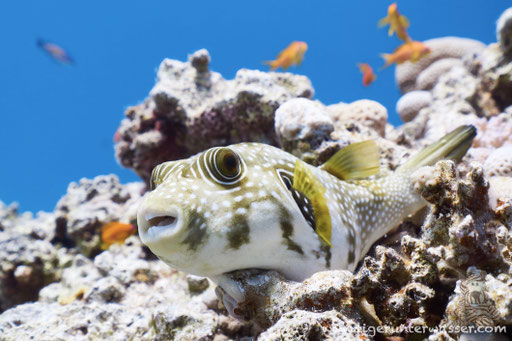 Weißflecken Kugelfisch / white-spotted puffer / Arothron hispidus / Abu Ramada Süd - Hurghada - Red Sea / Aquarius Diving Club