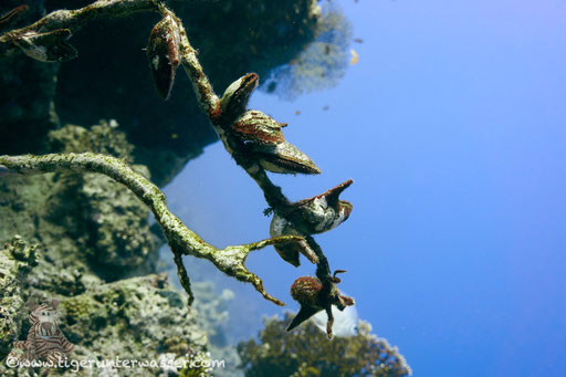 Ägyptische Flügelauster / Pteria aegyptiaca / Carless Reef - Hurghada - Red Sea / Aquarius Diving Club