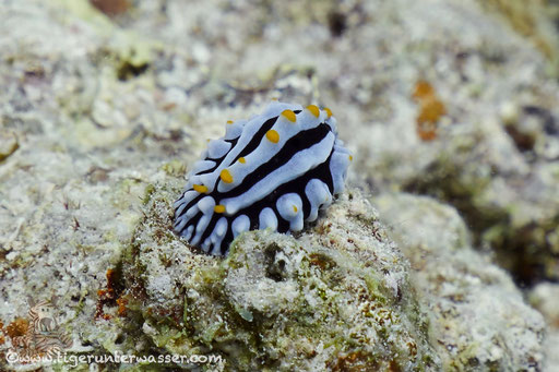 Variable Warzenschnecke / varicose wart slug / Phyllidia varicosa / Abu Ramada Süd - Hurghada - Red Sea / Aquarius Diving Club