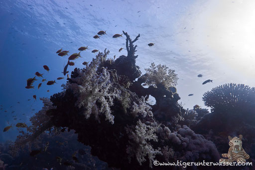 Carless Reef / Hurghada - Red Sea / Aquarius Diving Club