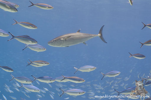 Einfarben Tunfisch / Dogtooth tuna / Gymnosarda unicolor / Godda Abu Ramada - Hurghada -Red Sea / Aquarius Diving Club