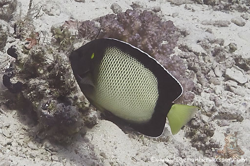 Arabischer Rauchkaiserfisch / Yellow-ear angelfish / Apolemichthys xanthotis /Fanadir Nord - Hurghada - Red Sea / Aquarius Diving Club