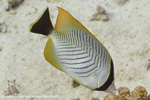 Sparren-Falterfisch / Chevron Butterflyfish / Chaetodon trifascialis / Godda Abu Ramada East - Hurghada - Red Sea / Aquarius Diving Club