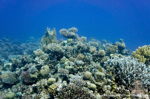 Habili Abu Nuger / Hurghada - Red Sea / Aquarius Diving Club