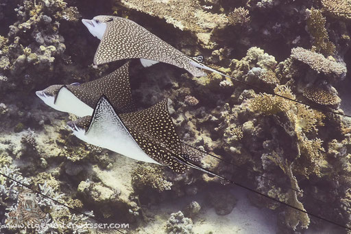 Gefleckter Adlerrochen / spotted eagle ray / Aetobatus narinari / Ben El Gebal - Hurghada - Red Sea / Aquarius Diving Club