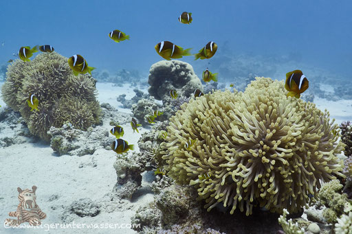 Rotmeer Anemonenfisch / Red Sea (or two-banded) clownfish / anemonefish / Amphiprion bicinctus / Ben El Gebal - Hurghada - Red Sea / Aquarius Diving Club