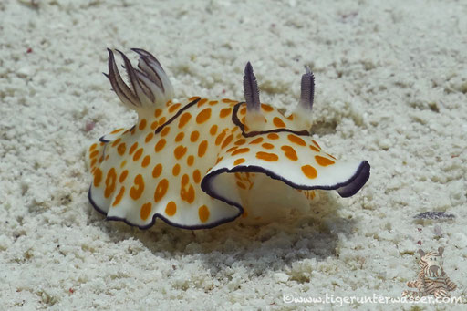 Ringel Sternschnecke / Chromodoris annulata / Godda Abu Galawa - Hurghada - Red Sea / Aquarius Diving Club