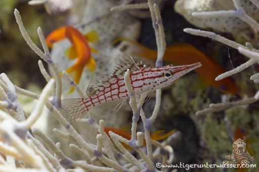 Langnasen Korallenwächter / Longnose hawkfish / Oxycirrhites typus / Abu Ramada Süd - Hurghada - Red Sea / Aquarius Diving Club