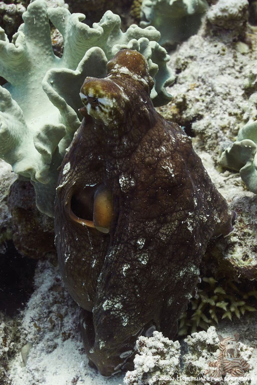 Roter Krake / common reef octopus or big blue octopus / Octopus cyaneus /Abu Ramada Süd - Hurghada - Red Sea / Aquarius Diving Club