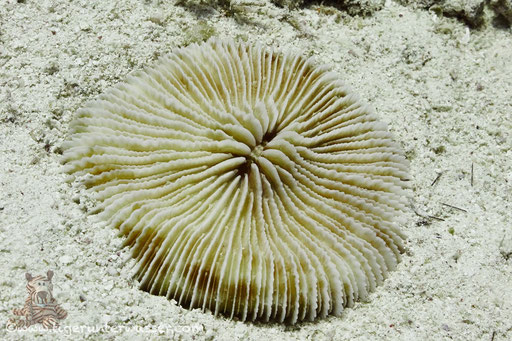 Schwere Pilzkoralle / Fungia puamotensis / Fanus Ost - Hurghada - Red Sea / Aquarius Diving Club 