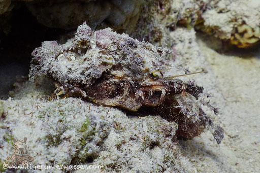 Red Sea Walkman / Devil scorpionfish / Inimicus filamentosus / Abu Ramada Süd - Hurghada - Red Sea / Aquarius Diving Club