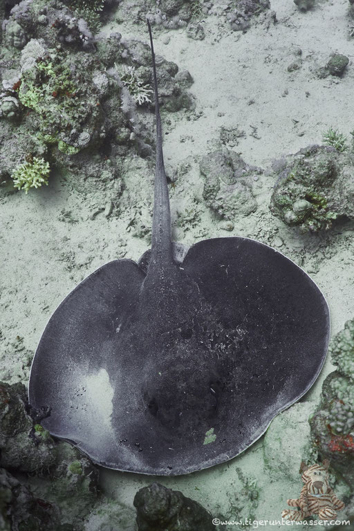 Schwarzpunt Stechrochen - blotched fantail ray - Taeniura meyeni / Umm Kamar - Hurghada - Red Sea / Aquarius Diving Club
