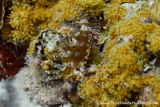 Kurzflossen Zwergfeuerfisch / Shortfin Turkeyfish or Dwarf lionfish / Dendrochirus brachypterus / Erg Petra - Hurghada - Red Sea / Aquarius Diving Club