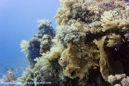 Carless Reef / Hurghada - Red Sea / Aquarius Diving Club