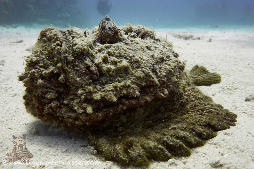 Hurghada - Red Sea / Aquarius Diving Club