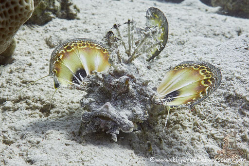 Red Sea Walkman / Devil scorpionfish / Inimicus filamentosus / Godda Abu Galawa - Hurghada - Red Sea / Aquarius Diving Club
