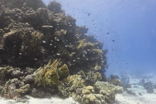 Ben El Gebal / Hurghada - Red Sea / Aquarius Diving Club