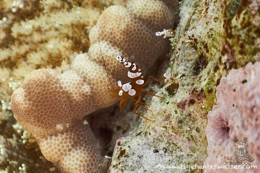 Hohlkreuzgarnele / squat shrimp or sexy shrimp / Thor amboinensis / Fanadir Süd - Hurghada - Red Sea / Aquarius Diving Club