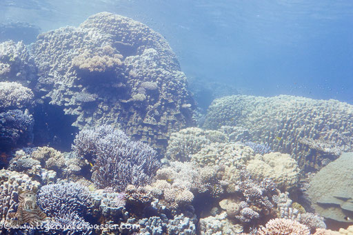 Godda Abu Ramada East/West / Hurghada - Red Sea / Aquarius Diving Club