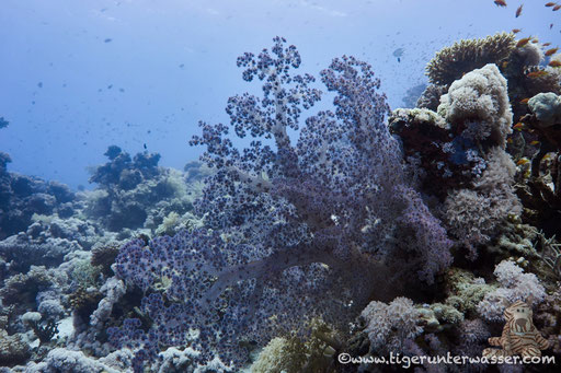 Hemprichs Bäumchenkoralle / Red soft tree coral / Dendronephthya hemprichi / Carlees Reef - Hurghada - Red Sea / Aquarius Diving Club
