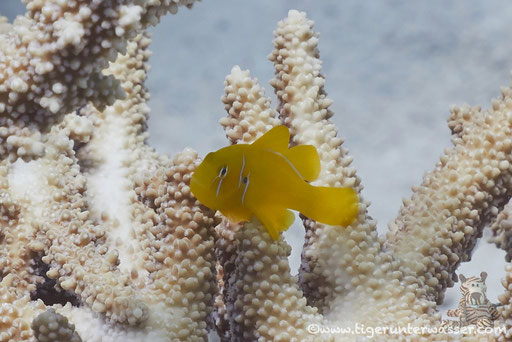 Zitronen Korallengrundel - Gobiodon citrinus / Godda Abu Galawa - Hurghada - Red Sea / Aquarius Diving Club