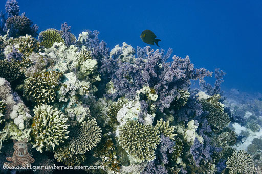 Carless Reef / Hurghada - Red Sea / Aquarius Diving Club