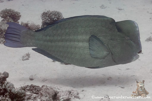 Büffelkopf Papagaifisch / green humphead parrotfish / Bolbometapon muricatum / Small Giftun - Hurghada - Red Sea / Aquarius Diving Club