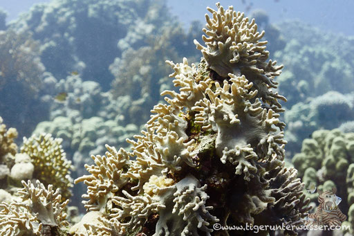 Finger Lederkoralle / Sinularia polydactyla / Ben El Gebal - Hurghada - Red Sea / Aquarius Diving Club