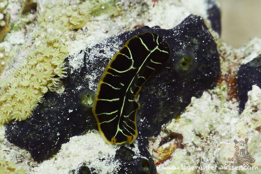 Tiger Strudelwurm / tiger flatworm / Pseudoceros cf. dimidatus / Godda Abu Ramada East - Hurghada - Red Sea / Aquarius Diving Club