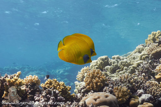 Masken Falterfisch / blue-cheeked butterflyfish / Chaetodon semilarvatus / Godda Abu Ramada East -Hurghada - Red Sea / Aquarius Diving Club