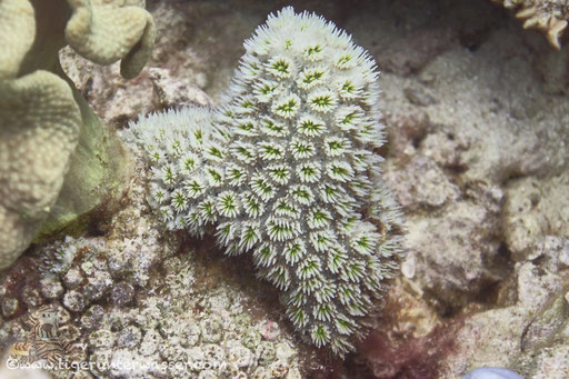 Sternkoralle / Galaxy Coral / Astreopora myriophthalma / Dolphin House - Hurghada - Red Sea / Aquarius Diving Club