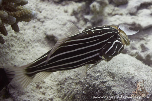 Sechsstreifen Seifenbarsch - Six-Lined Soapfish - Grammistes sexlineatus / Fanadir Süd - Hurghada - Red Sea - Aquarius Diving Club