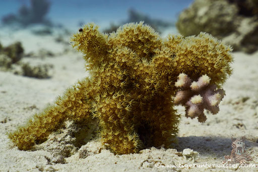 Ben El Gebal / Hurghada - Red Sea / Aquarius Diving Club