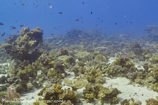 Carless Reef / Hurghada - Red Sea / Aquarius Diving Club