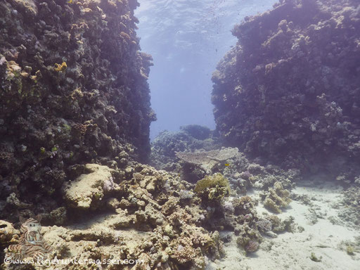 Abu Hashish Süd - Makadi Bay - Red Sea / Aquarius Diving Club